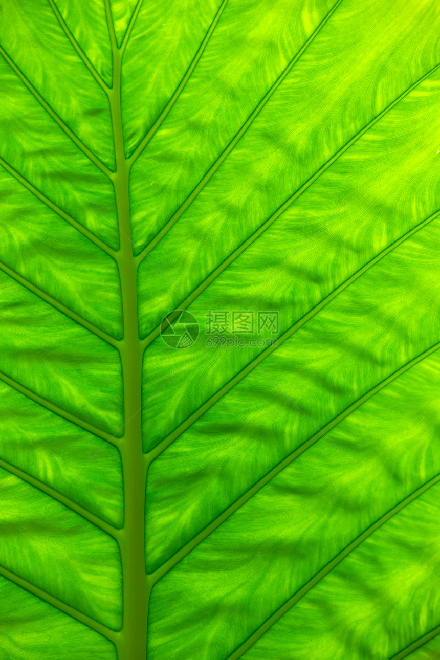 绿叶纹理生长植物静脉活力宏观黄色材料植物学生活绿色图片