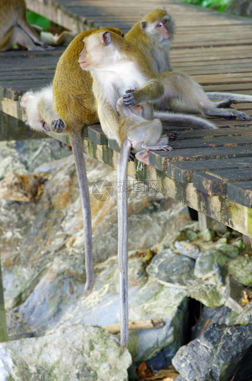 猴子猴动物哺乳动物脊椎动物情调丛林尾巴森林热带灵长类动物群图片