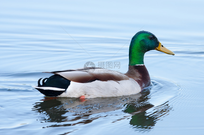 马里马拉德游泳荒野池塘水禽棕色野生动物季节性反射鸭子羽毛公园图片