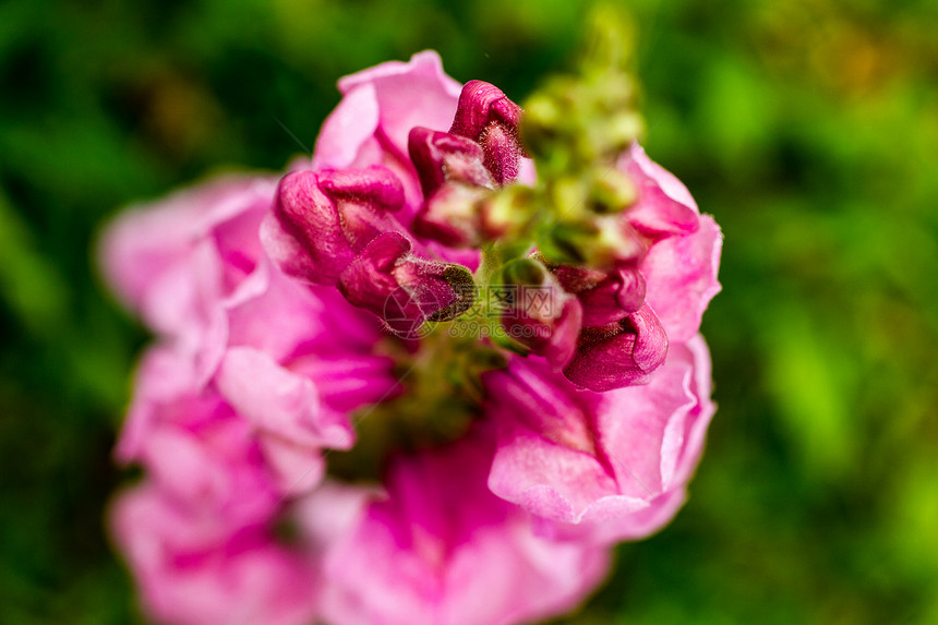 红野兰花植物群美丽叶子荒野植物拖鞋园艺兰花异国雄蕊图片