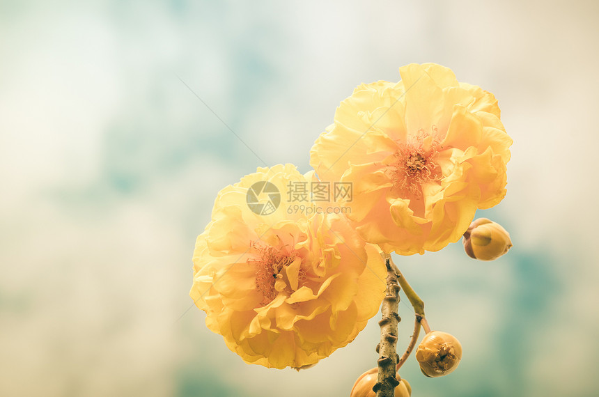 黄丝棉或科克洛皮丝棉花朵花粉黄色植物学植物气候花瓣图片