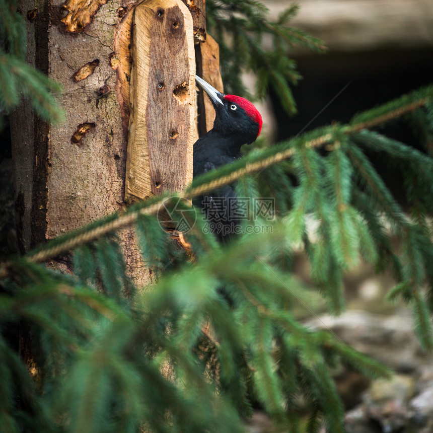 黑木鸟生物学美丽爪子森林女性羽毛翅膀啄木鸟荒野公园图片