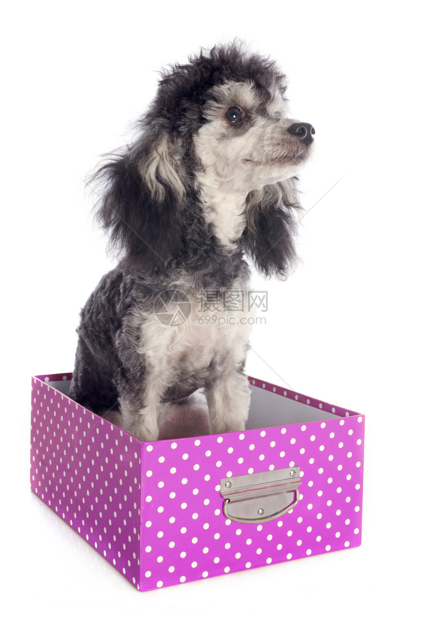 双彩小狗棕褐色盒子双色工艺粉色黑色女性白色犬类哺乳动物图片