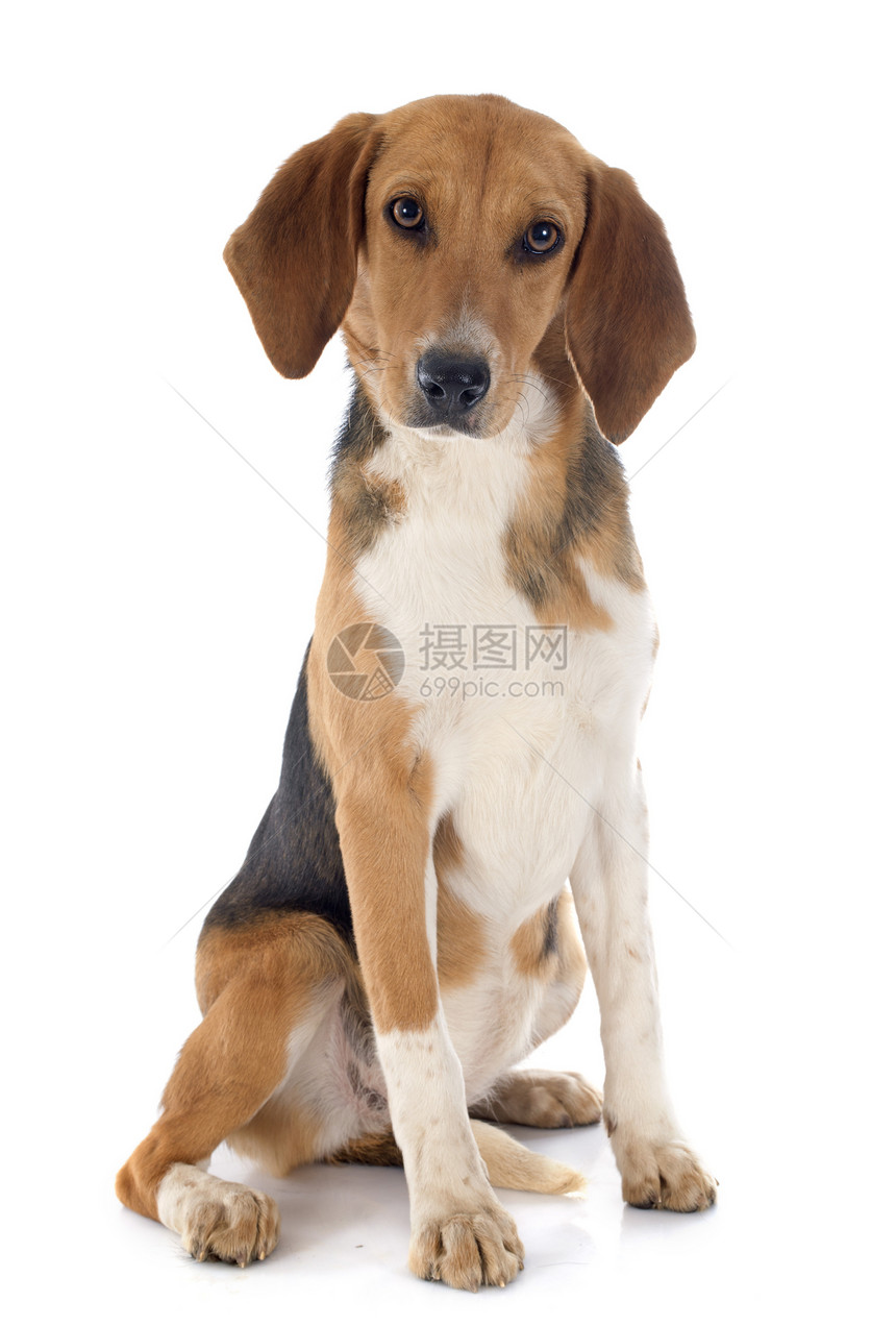 Beagle 搜索器打猎小狗猎犬动物工作室猎狗宠物图片