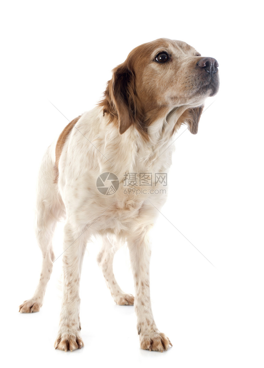 布里塔尼意大利语Name猎狗女性棕色猎犬工作室宠物动物白色犬类图片