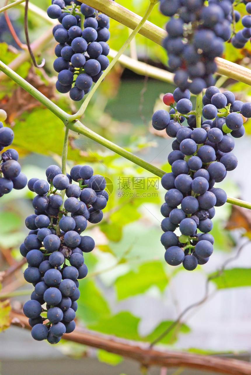 黑葡萄团体酒厂浆果叶子宏观藤蔓栽培收成紫色葡萄园图片