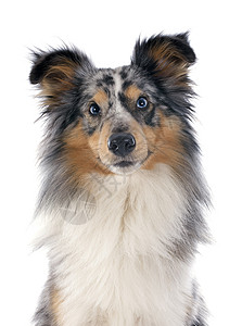 谢特兰狗犬类眼睛工作室宠物棕色蓝色白色灰色动物陨石色背景图片