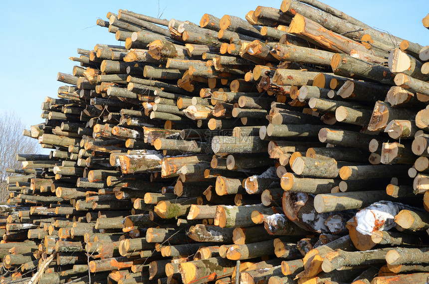 堆叠的木柴背景加热柴堆环境木材活力木头戒指圆圈燃料烧伤图片