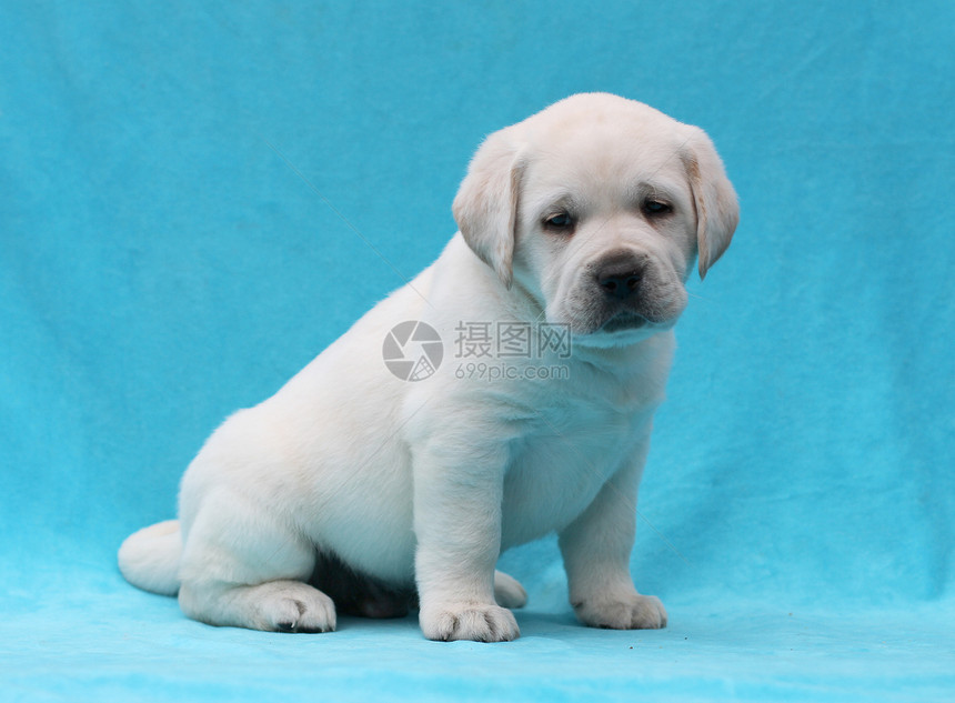 黄色拉布拉多小狗肖像特写幸福孩子猎犬朋友蓝色桌子喜悦宠物图片