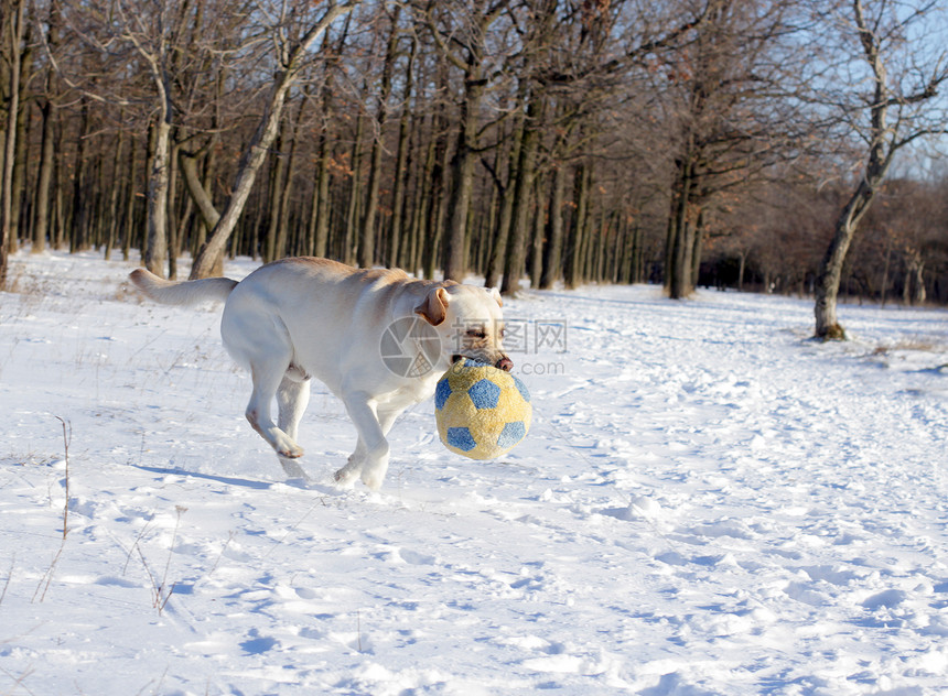 冬天的黄色拉布拉多 带着球奔跑跑步乐趣猎犬朋友森林白色宠物幸福天空公园图片