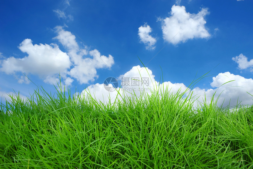 青草植物草地蓝色天空场地绿色草皮环境图片