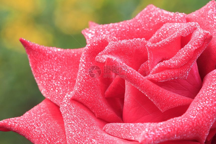 红玫瑰花园液体飞沫香味感觉情人植物玫瑰情绪花瓣图片
