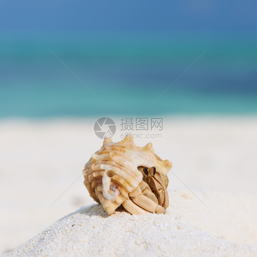 沙滩的寄居蟹白色假期贝类旅行野生动物甲壳海洋天空螃蟹荒野图片