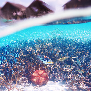 阿里环礁水下潜水高清图片