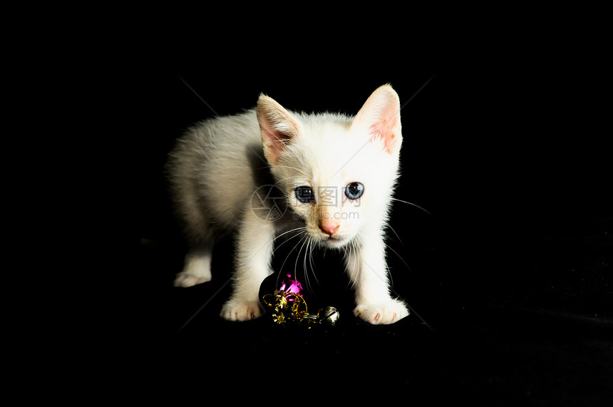 白幼婴小猫白色黑色游戏动物白猫爪子眼睛婴儿乐趣宠物图片