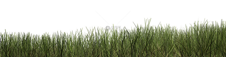 绿草背景绿色白色植物图片