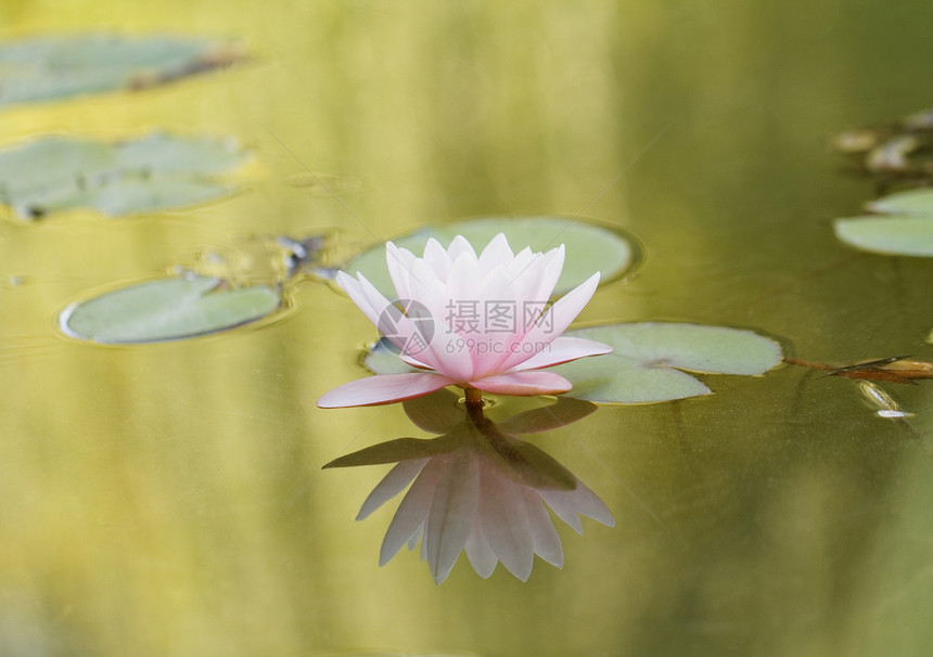 粉水百合香水环境热带花园情调季节池塘荷花栖息地沼泽图片