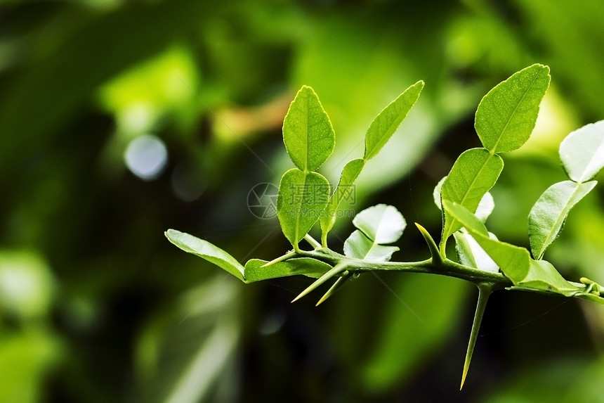 Kaffir 莱姆草本植物热带美食绿色健康叶子营养植物蔬菜草本图片