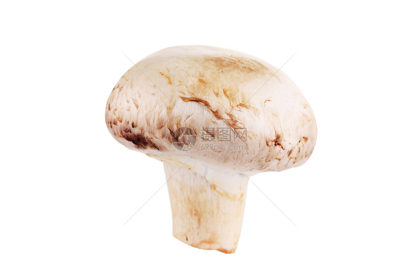 香肠蘑菇图片