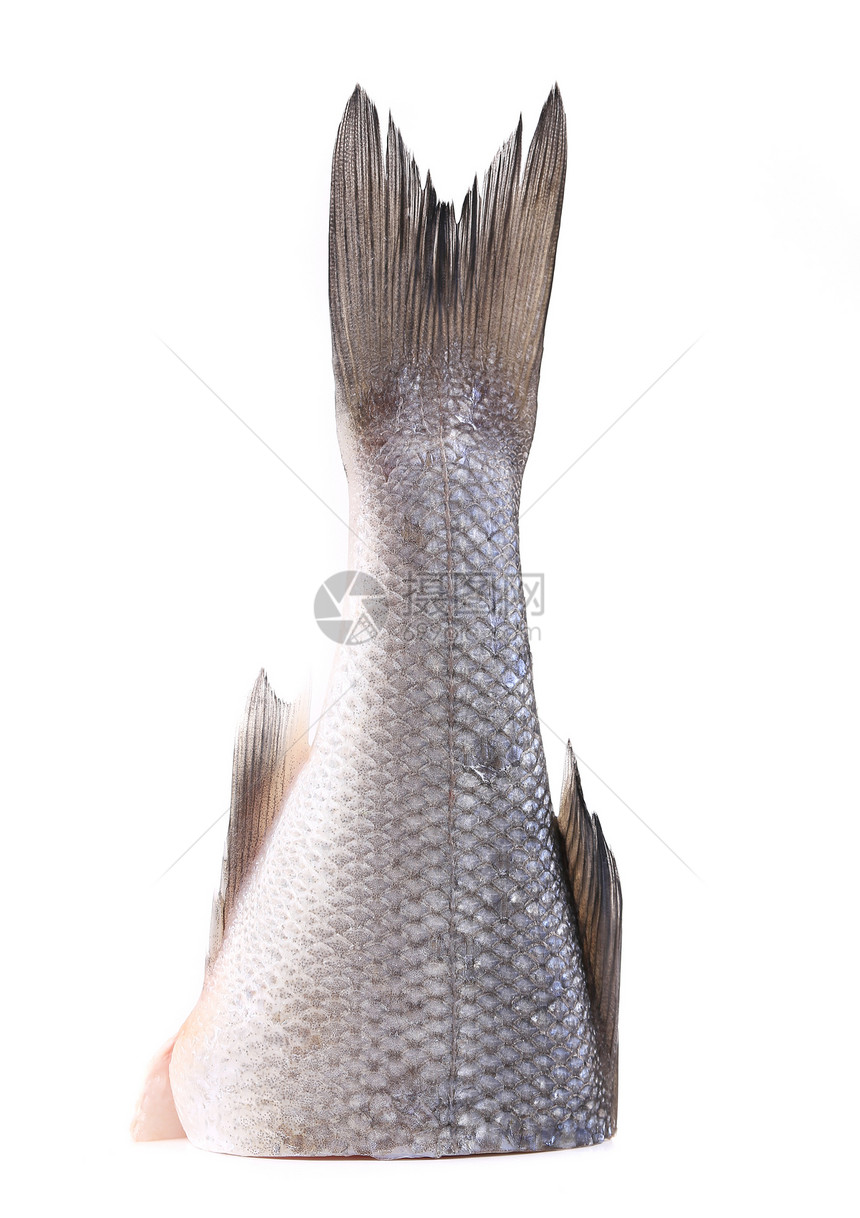新鲜的海盆尾巴生物白色食物皮肤生活低音海鲜鲈鱼工作室图片