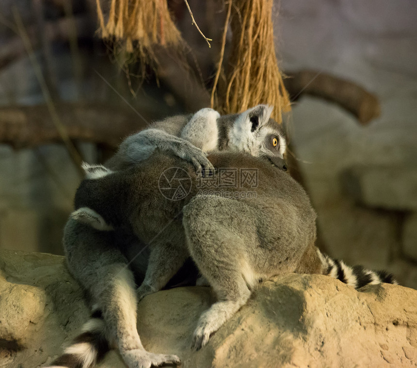 狐猴滑稽动物宠物动物园荒野白色灰色灵长类哺乳动物尾巴狐猴毛皮图片