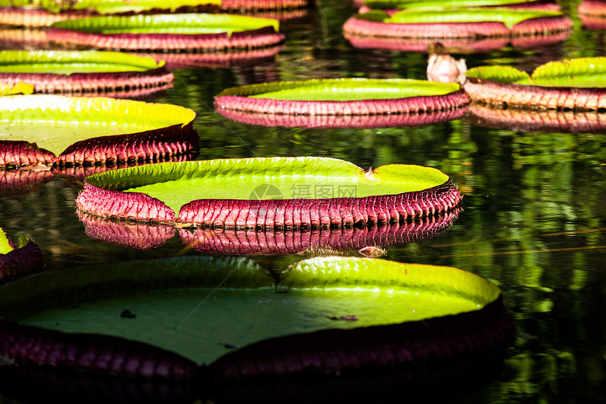 维多利亚雷吉亚 世界上最大的叶子 亚马逊河水百合花植物群荷花池塘花园轮缘异国情调植物芙蓉盘子图片