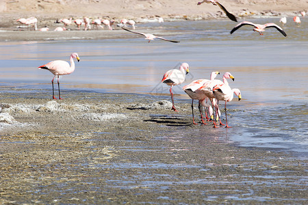 卡马贡玻利维亚南部安第斯山脉湖上的Flamingos沙漠蓝色反射火烈鸟石头旅行高原野生动物鸟群风景背景