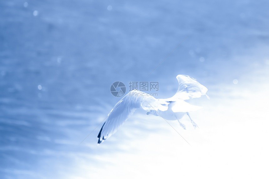 飞行海洋鸟类翅膀海鸥自由羽毛野生动物蓝色航班海鸟图片
