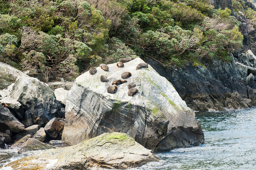 密封殖民地生态旅游睡眠海豹岩石团体野生动物荒野峡湾哺乳动物灌木图片