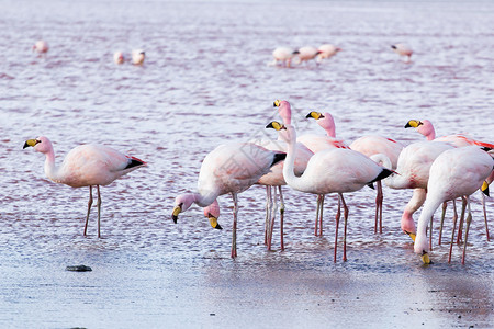 阿塔玻利维亚南部安第斯山脉湖上的Flamingos公园山脉旅行蓝色鸟群天蓝色石头高度国家沙漠背景