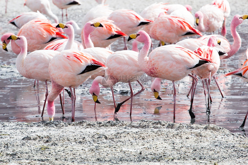玻利维亚南部安第斯山脉湖上的Flamingos旅行国家蓝色高原野生动物高度反射公园鸟群火烈鸟图片