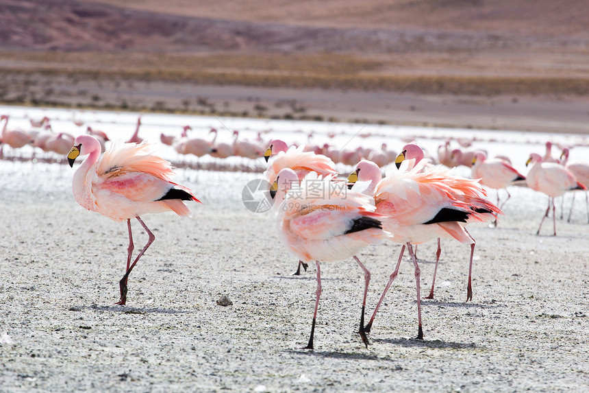 玻利维亚南部安第斯山脉湖上的Flamingos风景高原国家山脉高度动物野生动物海拔旅行鸟群图片