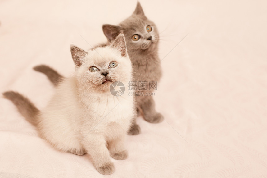 坐小猫婴儿白色姿势悲哀水平灰色宠物毛皮粉色动物图片