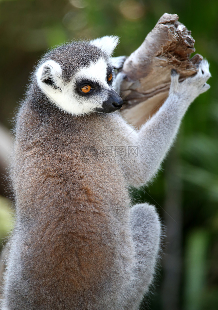 Lemur 原始素图片