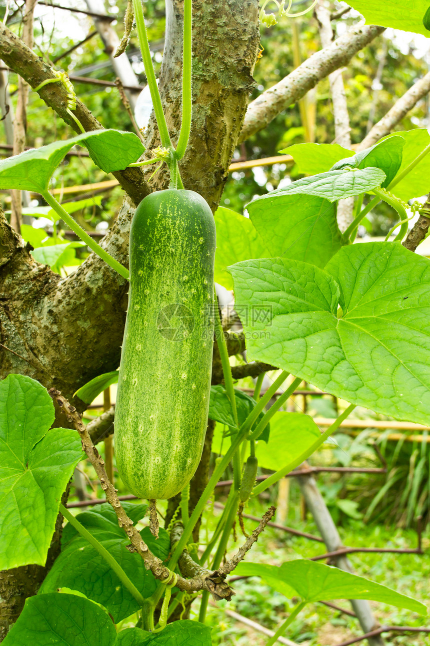 祖奇尼语Name食物花序农村土地农业蔬菜花朵衬套农场农民图片