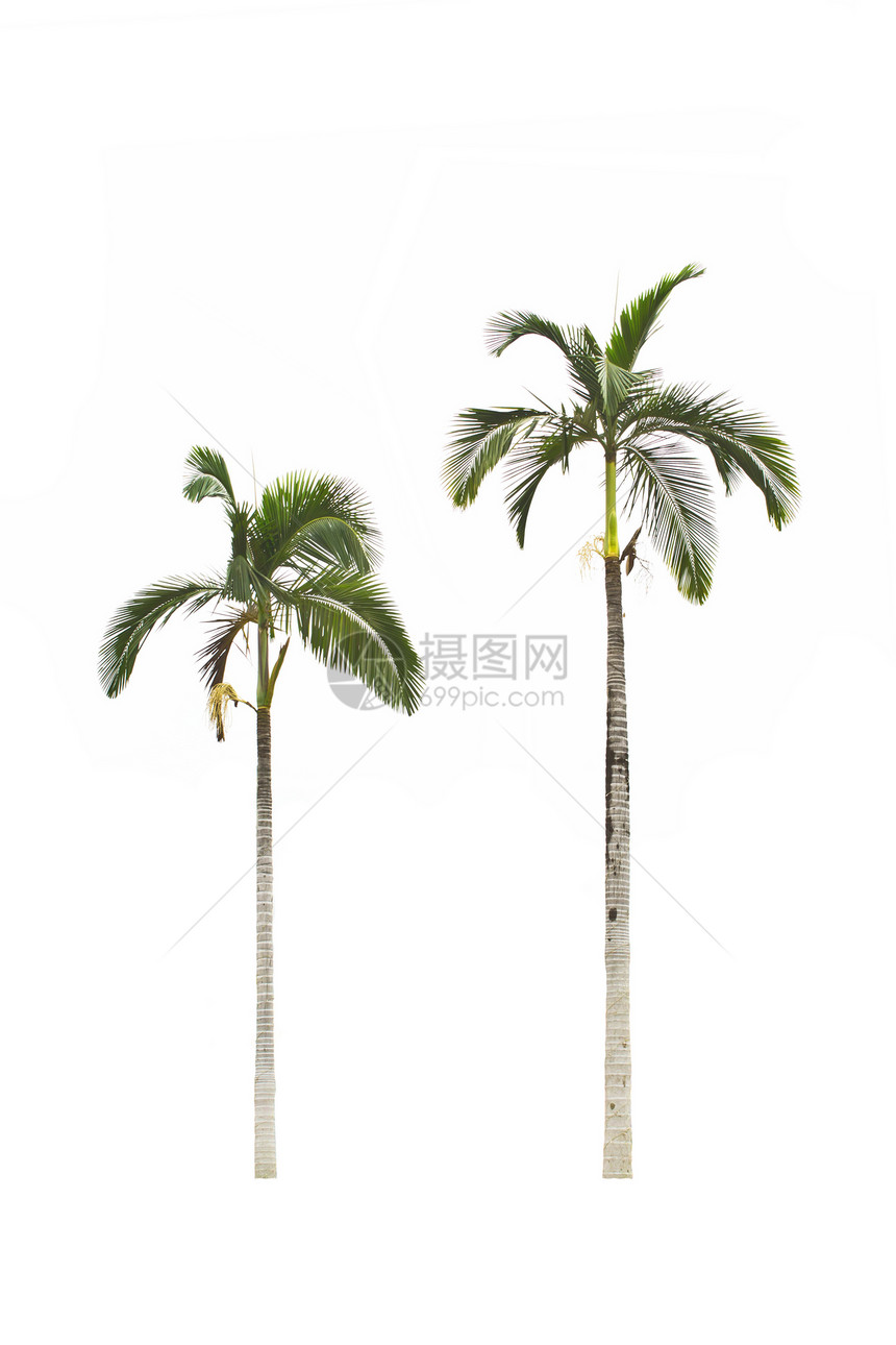 白色背景的棕榈树情调叶子气候绿色树干植物群植物学生长异国植物图片