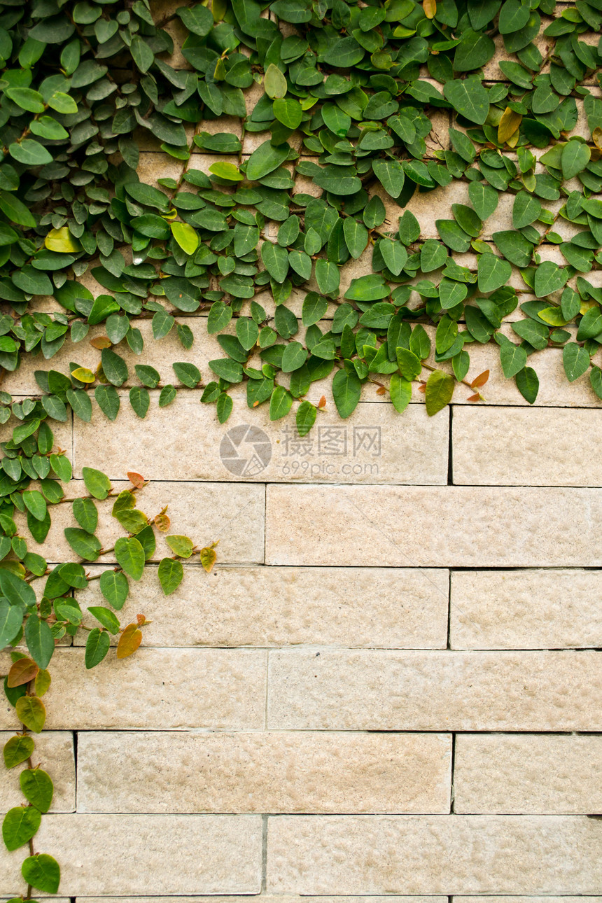 在砖墙上生长的克里普植物瓦砾岩石斑点建筑灌木水泥风化藤蔓石墙石匠图片
