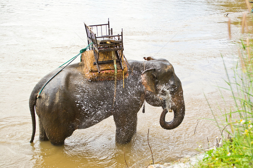 大象在溪流中洗澡图片
