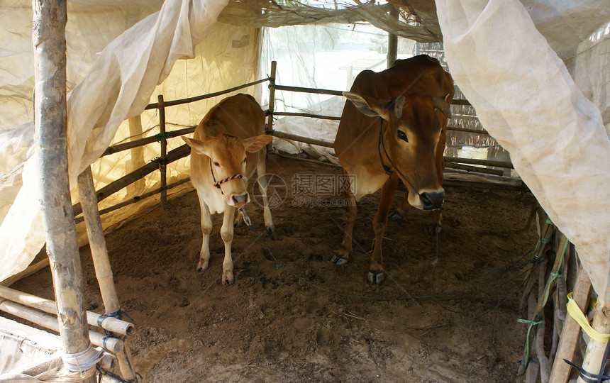 被蚊子蚊帐驱赶家畜牛棚水平信封动物农场哺乳动物农业小牛谷仓图片