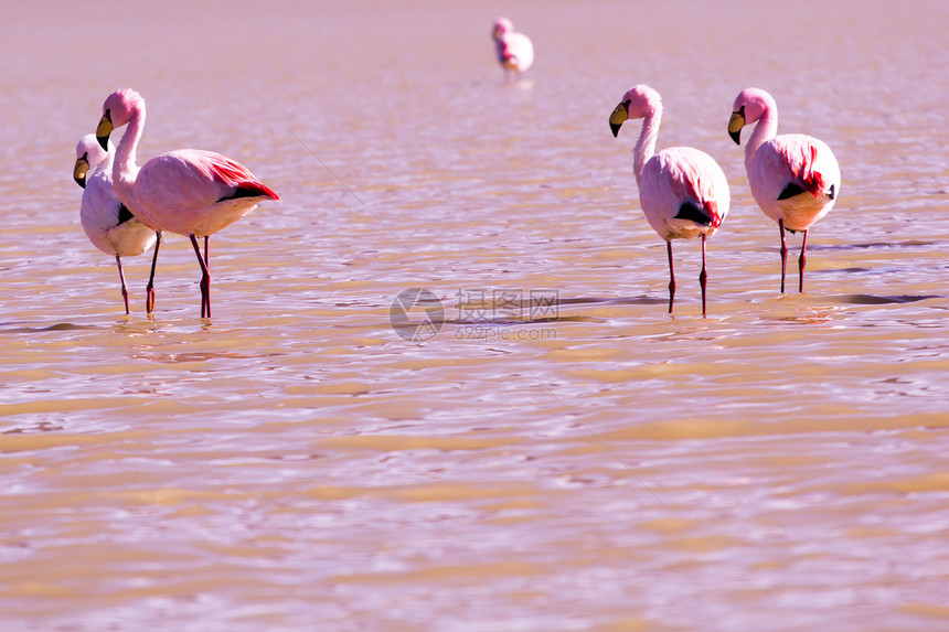 玻利维亚南部安第斯山脉湖上的Flamingos蓝色旅行石头天蓝色公园荒野海拔高原国家高度图片