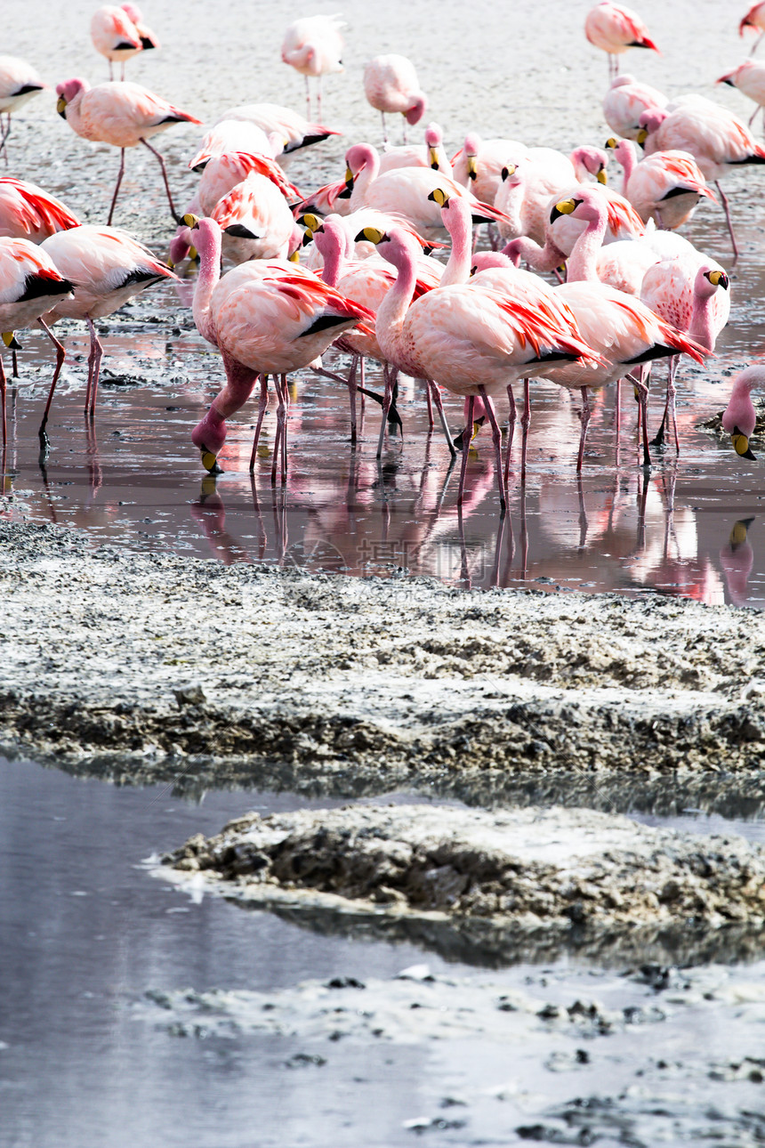 玻利维亚南部安第斯山脉湖上的Flamingos石头国家荒野天蓝色蓝色鸟群火烈鸟风景野生动物旅行图片