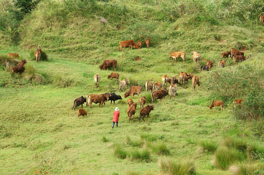 人们在草地上放牧一群牛群农村乡村场地牧场村庄草原趋向家畜农业水平图片