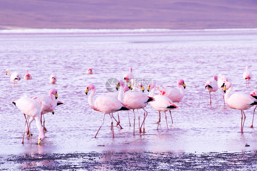 玻利维亚南部安第斯山脉湖上的Flamingos天蓝色石头鸟群火烈鸟反射野生动物蓝色风景旅行动物图片