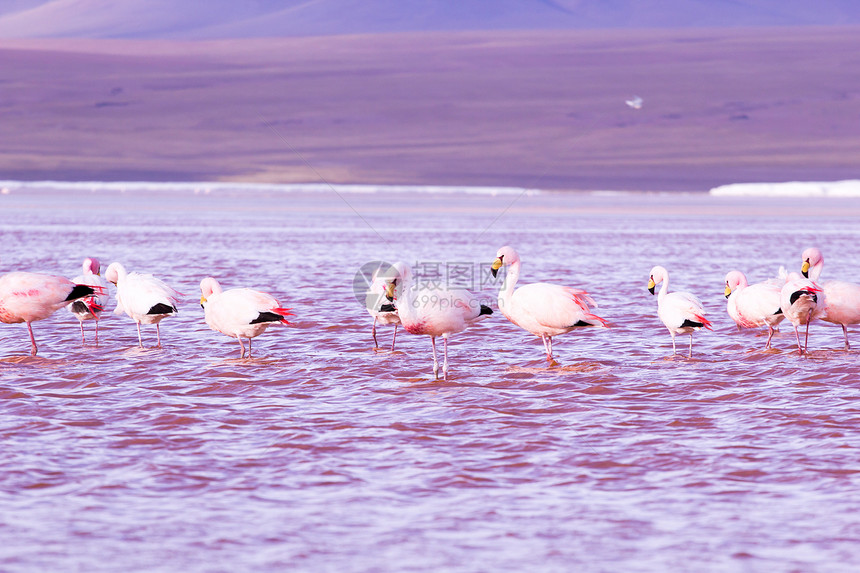玻利维亚南部安第斯山脉湖上的Flamingos火烈鸟反射高原蓝色山脉荒野旅行公园天蓝色高度图片