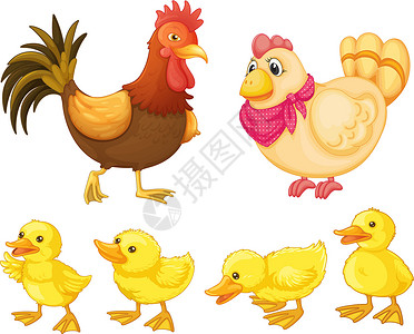 雏鸡鸡鸡家庭小鸭子母亲疤痕动画公鸡黄色插图尾巴乐趣农场插画