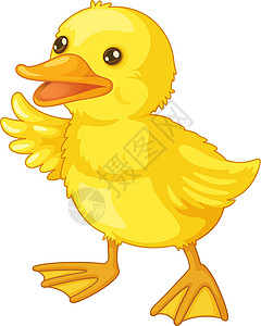 可爱的卡通德鸭子黄色婴儿插图账单蹼状动物艺术翅膀羽毛插画