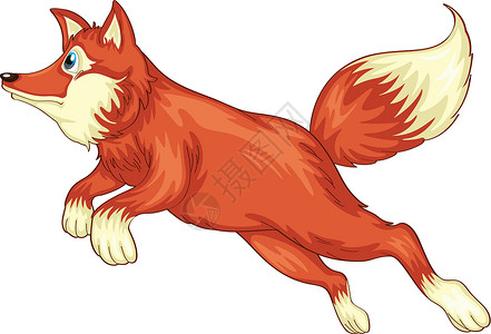 浓密尾巴狐狸外套尾巴鼻子跳跃草图犬科哺乳动物荒野英语卡通片设计图片