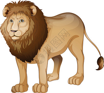 动物鬃毛狮子狮绘画爪子男性尾巴动物棕色草图鬃毛荒野豹属设计图片