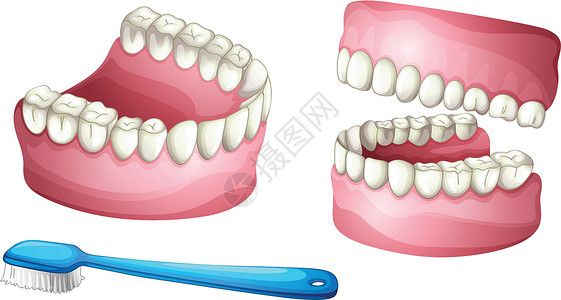 刷毛的假牙和牙刷材料牙齿口腔牙科下颌弓塑料牙龈尼龙器官剪贴插画