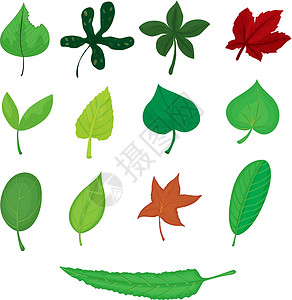 树叶红色剪裁静脉三叶草白色绿色传单叶子植物小路背景图片